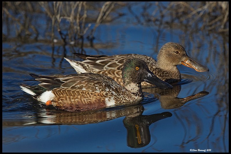 _5SB7080 northern shoveler pair.jpg